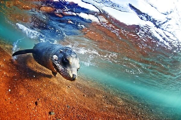 A sea lion in the shallow waters around Rabida Island, Galapagos, Ecuador, South America