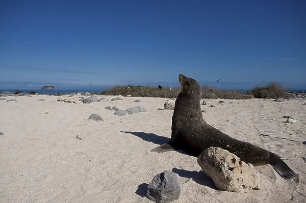 A sea lion stares out to sea, Galapagos Islands, UNESCO World Heritage Site