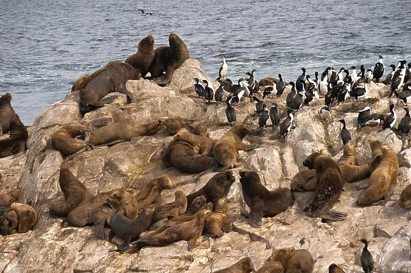 Sea lions, Beagle Channel, Argentina, South America