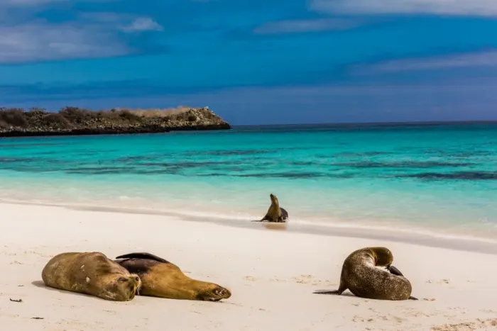 Framed Print : Sea lions on Floreana Island, Galapagos Islands, UNESCO World Heritage Site, Ecuador Framed Print : Sea lions on Floreana Island, Galapagos Islands, UNESCO World Heritage Site, Ecuador
