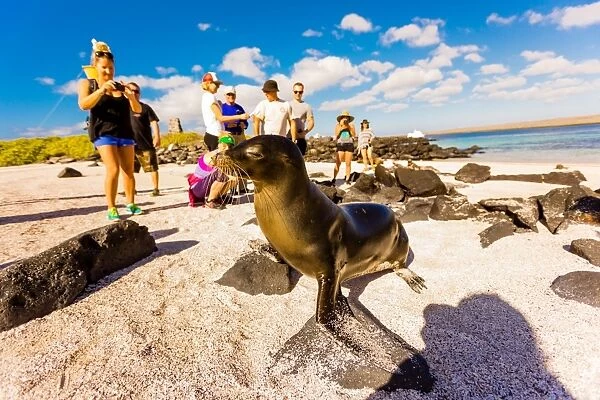 Sea lions on Floreana Island, Galapagos Islands, Ecuador, South America