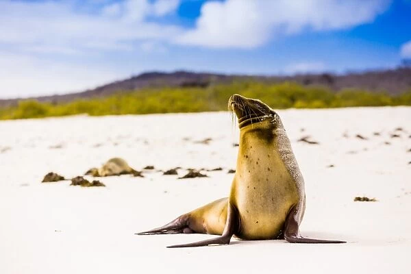 Sea lions on Floreana Island, Galapagos Islands, UNESCO World Heritage Site, Ecuador