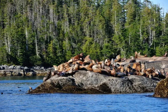 Framed Print : Sea lions in Great Bear Rainforest, British Columbia, Canada, North America Framed Print : Sea lions in Great Bear Rainforest, British Columbia, Canada, North America