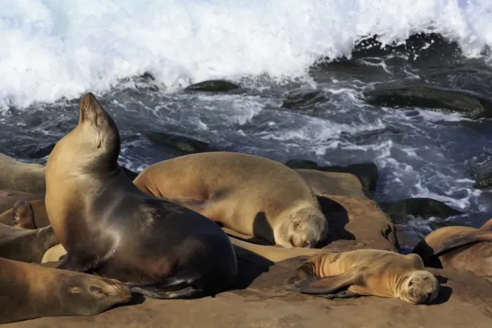 Framed Print : Sea lions, La Jolla, San Diego, California, United States of America, North America Framed Print : Sea lions, La Jolla, San Diego, California, United States of America, North America