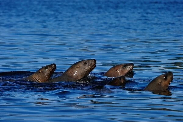 Sea lions moving together in sea, Great Bear Rainforest, British Columbia, Canada, North America