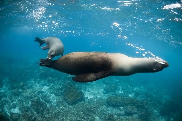 Two sea lions off Floreana Island, Galapagos, Ecuador, South America