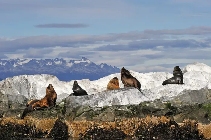 Framed Print : Sea lions (Otaria flavescens) in the Beagle Channel, Ushuaia, Tierra del Fuego, Patagonia, Argentina, South America Framed Print : Sea lions (Otaria flavescens) in the Beagle Channel, Ushuaia, Tierra del Fuego, Patagonia, Argentina, South America