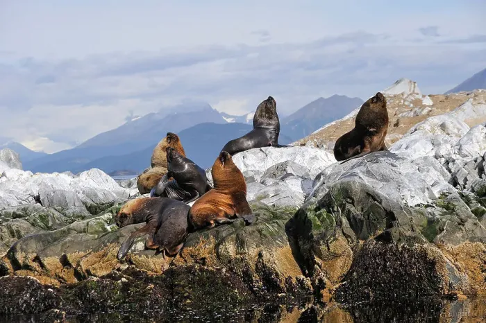 Framed Print : Sea lions (Otaria flavescens) in the Beagle Channel, Ushuaia, Tierra del Fuego, Patagonia, Argentina, South America Framed Print : Sea lions (Otaria flavescens) in the Beagle Channel, Ushuaia, Tierra del Fuego, Patagonia, Argentina, South America