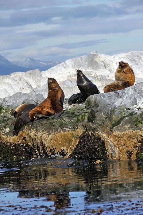 Framed Print : Sea lions (Otaria flavescens) in the Beagle Channel, Ushuaia, Tierra del Fuego, Patagonia, Argentina, South America