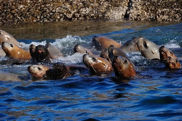 Sea lions on the Pacific Ocean in the Great Bear Rainforest, British Columbia, Canada, North America