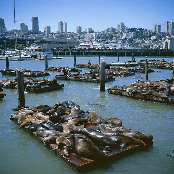 Sea lions by Pier 39 near Fishermans Wharf