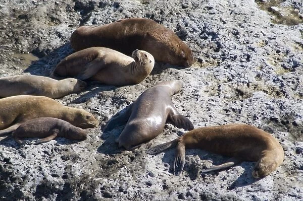 Sea lions at Punta Piramide, Valdes Peninsula, Patagonia, Argentina, South America