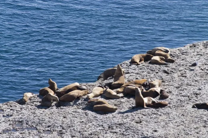 Framed Print : Sea lions at Punta Piramide, Valdes Peninsula, Patagonia, Argentina, South America Framed Print : Sea lions at Punta Piramide, Valdes Peninsula, Patagonia, Argentina, South America