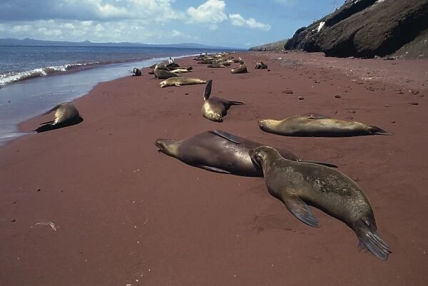 Sea lions, Rabida Island, Galapagos Islands, UNESCO World Heritage Site