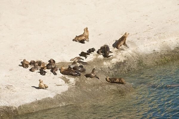 Sea lions, Valdes Peninsula, Patagonia, Argentina, South America