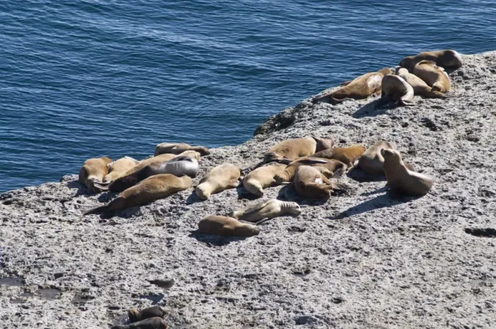Framed Print : Sea lions, Valdes Peninsula, Patagonia, Argentina, South America