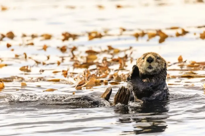Framed Print : Sea otter (Enhyrda lutris), endangered species, calm waters of Sitka Sound, Sitka Framed Print : Sea otter (Enhyrda lutris), endangered species, calm waters of Sitka Sound, Sitka