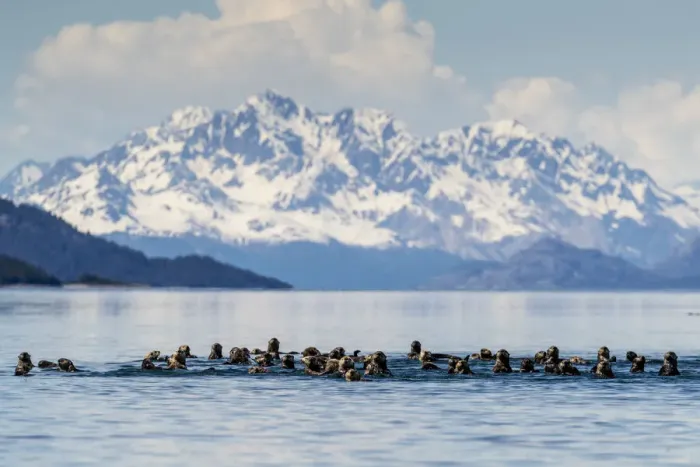 Framed Print : Sea otters (Enhydra lutris), in the Beardslee Island Group in Glacier Bay National Park Framed Print : Sea otters (Enhydra lutris), in the Beardslee Island Group in Glacier Bay National Park