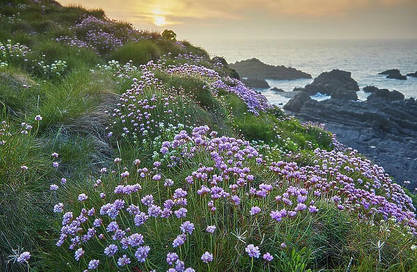 Sea Pink (Thrift) (Armeria maritima), in springtime flower at sunset, on cliffs at Hartland Quay, on the north coast of Devon, England, United Kingdom, Europe