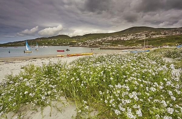 Sea rocket growing on the Strand at Derrynane House, Ring of Kerry, County Kerry