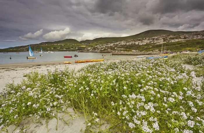 Framed Print : Sea rocket growing on the Strand at Derrynane House, Ring of Kerry, County Kerry