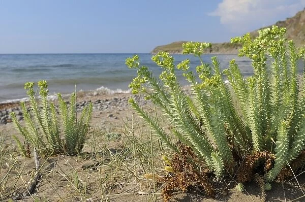 Sea spurge (Euphorbia paralias) clumps flowering in coastal sand dunes behind beach, Lesbos (Lesvos), Greek Islands, Greece, Europe