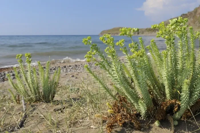 Framed Print : Sea spurge (Euphorbia paralias) clumps flowering in coastal sand dunes behind beach, Lesbos (Lesvos), Greek Islands, Greece, Europe Framed Print : Sea spurge (Euphorbia paralias) clumps flowering in coastal sand dunes behind beach, Lesbos (Lesvos), Greek Islands, Greece, Europe