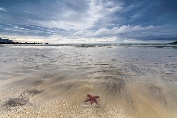 Sea star in the clear water of the fine sandy beach, Skagsanden, Ramberg, Nordland county
