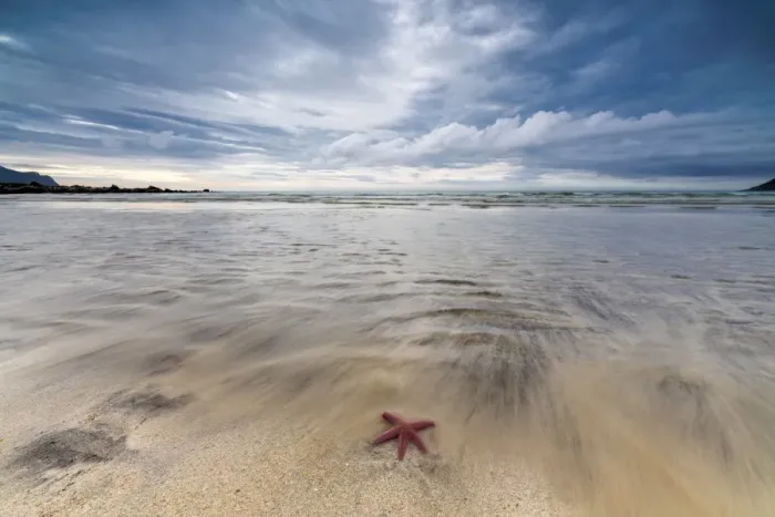 Framed Print : Sea star in the clear water of the fine sandy beach, Skagsanden, Ramberg, Nordland county Framed Print : Sea star in the clear water of the fine sandy beach, Skagsanden, Ramberg, Nordland county