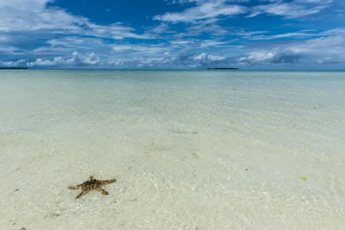 Framed Print : Sea star in the sand on the Rock islands, Palau, Central Pacific, Pacific Framed Print : Sea star in the sand on the Rock islands, Palau, Central Pacific, Pacific