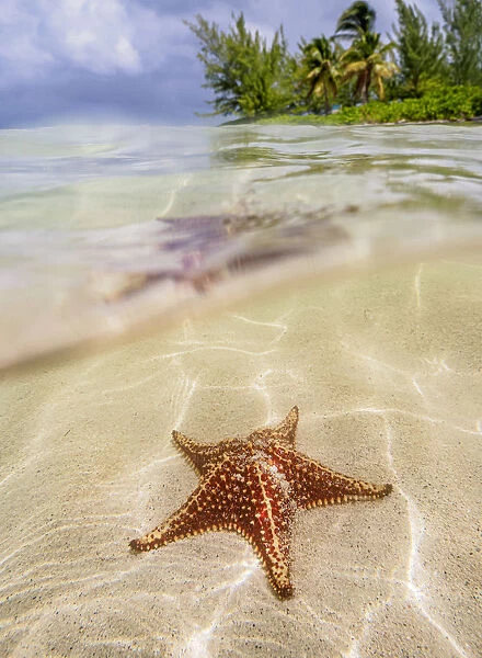 Sea star at Starfish Point, North Side, Grand Cayman, Cayman Islands, Caribbean