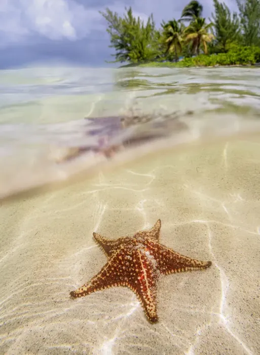 Framed Print : Sea star at Starfish Point, North Side, Grand Cayman, Cayman Islands, Caribbean Framed Print : Sea star at Starfish Point, North Side, Grand Cayman, Cayman Islands, Caribbean