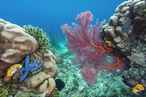 Sea stars, tunicates, and sea fans, on Freewin Wall, near Waigeo Island, Raja Ampat, Indonesia, Southeast Asia, Asia