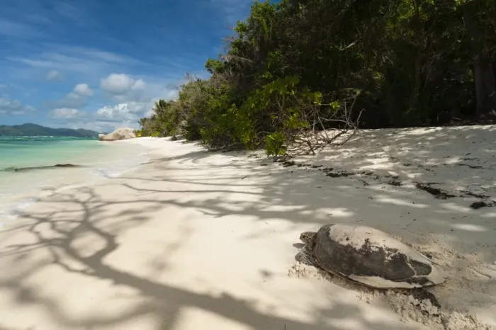 Framed Print : Sea turtle, Anse Source d Argent beach, La Digue, Seychelles, Indian Ocean, Africa Framed Print : Sea turtle, Anse Source d Argent beach, La Digue, Seychelles, Indian Ocean, Africa