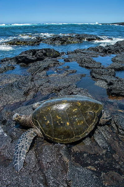 Sea turtle (Chelonioidea), Punaluu Black Sand Beach on Big Island, Hawaii, United States of America, Pacific