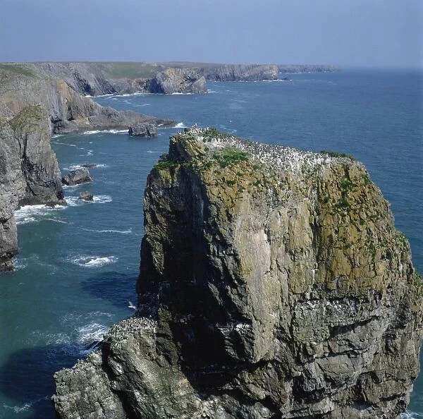 Seabird colony, Elegug Stacks, Pembrokeshire, Wales, United Kingdom, Europe