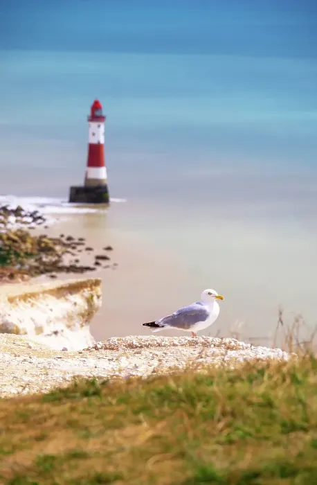 Framed Print : Seagull, Beachy Head chalk cliffs, with Beachy Head Lighthouse in background, South Downs National Park, East Sussex, England, United Kingdom Framed Print : Seagull, Beachy Head chalk cliffs, with Beachy Head Lighthouse in background, South Downs National Park, East Sussex, England, United Kingdom