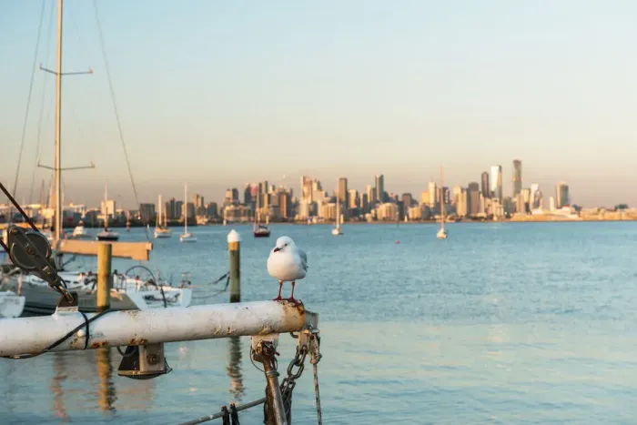 Framed Print : Seagull and City of Melbourne from Williamstown Port across Port Phillip Bay, Williamstown, Victoria, Australia, Pacific