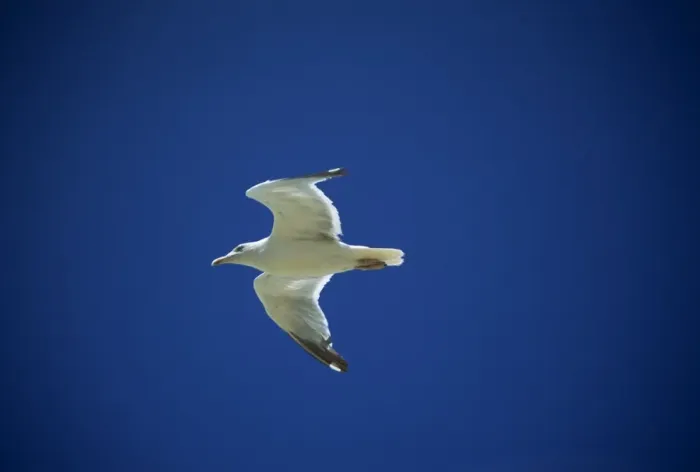 Framed Print : Seagull in flight Framed Print : Seagull in flight