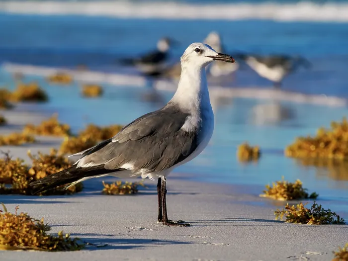 Framed Print : Seagull at the Paradise Beach, Tulum, Quintana Roo State, Mexico Framed Print : Seagull at the Paradise Beach, Tulum, Quintana Roo State, Mexico