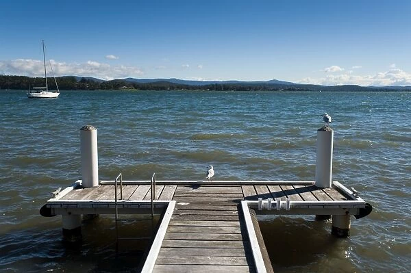 Seagulls on the dock, Lake Macquarie, New South Wales, Australia, Pacific