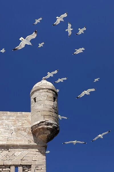 Seagulls flying above turret of the old fort, Essaouira, Atlantic coast, Morocco, North Africa, Africa