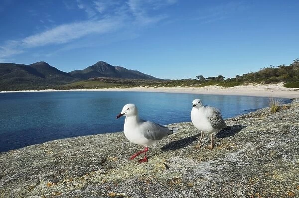Seagulls, Wineglass Bay, Freycinet National Park, Freycinet Peninsula, Tasmania