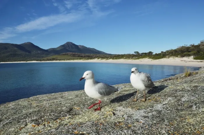 Framed Print : Seagulls, Wineglass Bay, Freycinet National Park, Freycinet Peninsula, Tasmania Framed Print : Seagulls, Wineglass Bay, Freycinet National Park, Freycinet Peninsula, Tasmania
