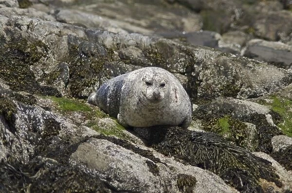 Seal on rocks, United Kingdom, Europe