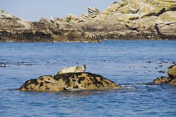 Seals, Eastern Rocks