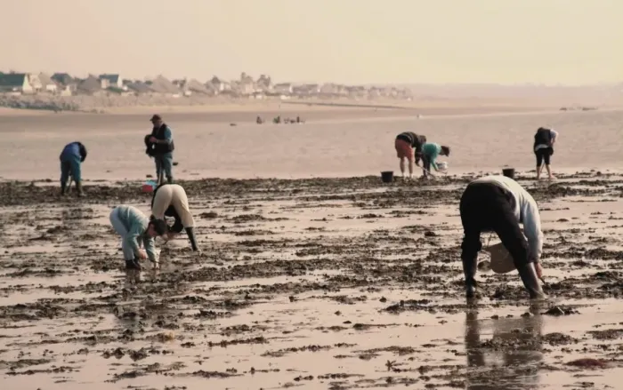 Framed Print : Searching for seafood on beach, Vanlee Haven, Cotentin Peninsula, Manche Framed Print : Searching for seafood on beach, Vanlee Haven, Cotentin Peninsula, Manche