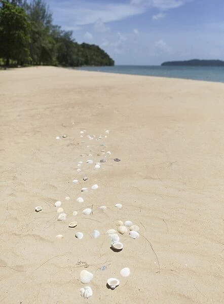 Seashells on Bamboo Island, Sihanoukville, Cambodia, Indochina, Southeast Asia, Asia