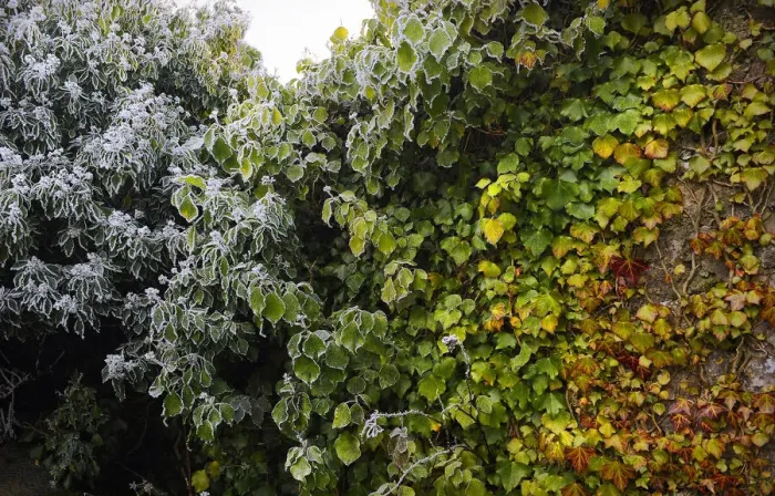 Framed Print : Four seasons in one image as frost forms on green vines, Galway, Connacht Framed Print : Four seasons in one image as frost forms on green vines, Galway, Connacht