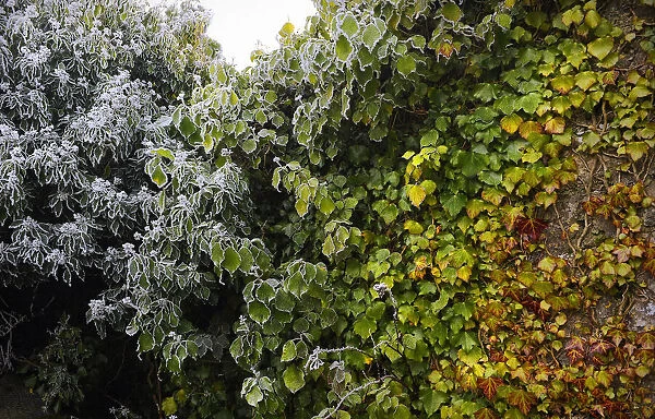 Four seasons in one image as frost forms on green vines, Galway, Connacht